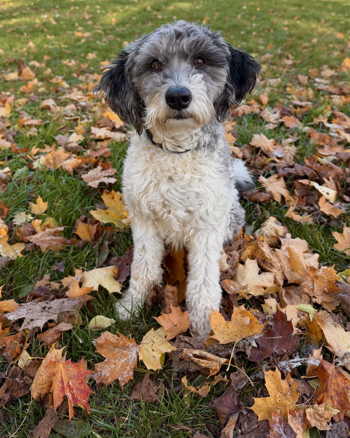 Clooney sitzt im Herbstlaub im Park