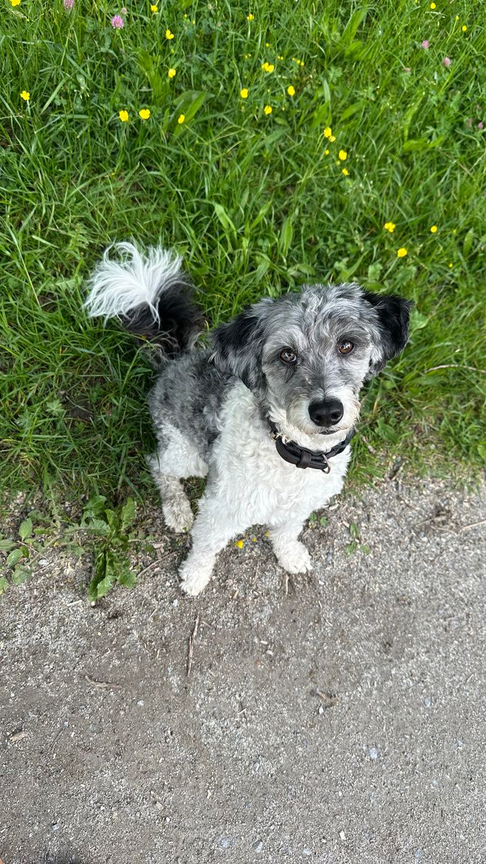 Clooney im Gras